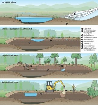Illustratotion: Entstehung und Regeneration eines Hochmoores in vier Phasen