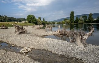 Das neue Ufer mit Wurzelstöcken