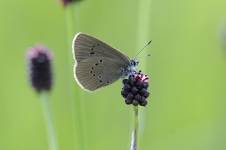 Ein Moorbläuling auf einem grossen Wiesenknopf